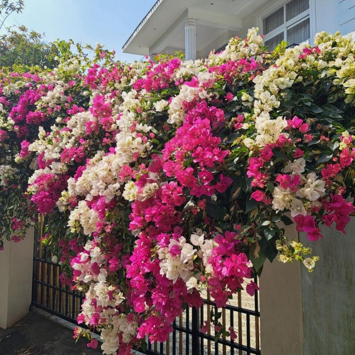 Wivolibe bougainvillea potted plant brightens patios and balconies.