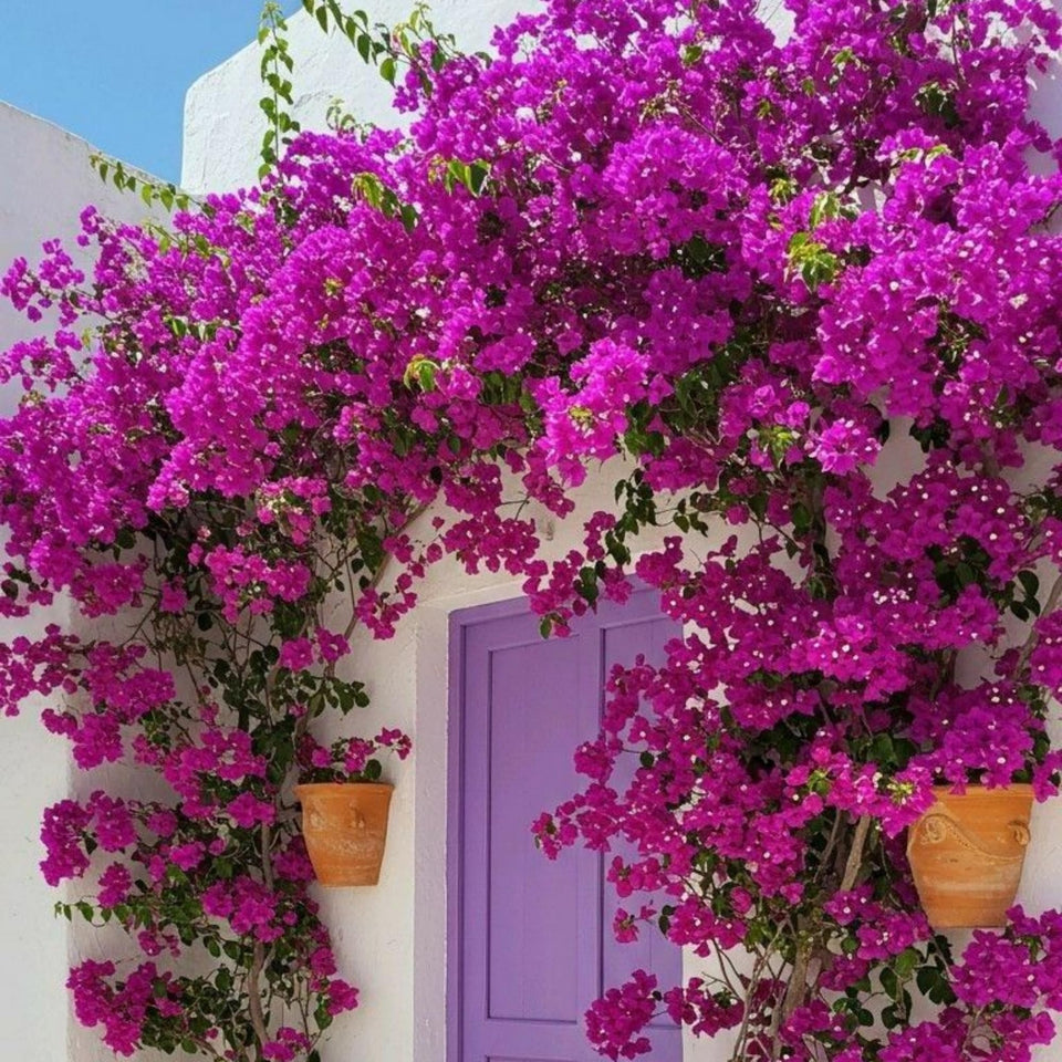 Wivolibe bougainvillea seed pack ready to grow in sunlit beds.