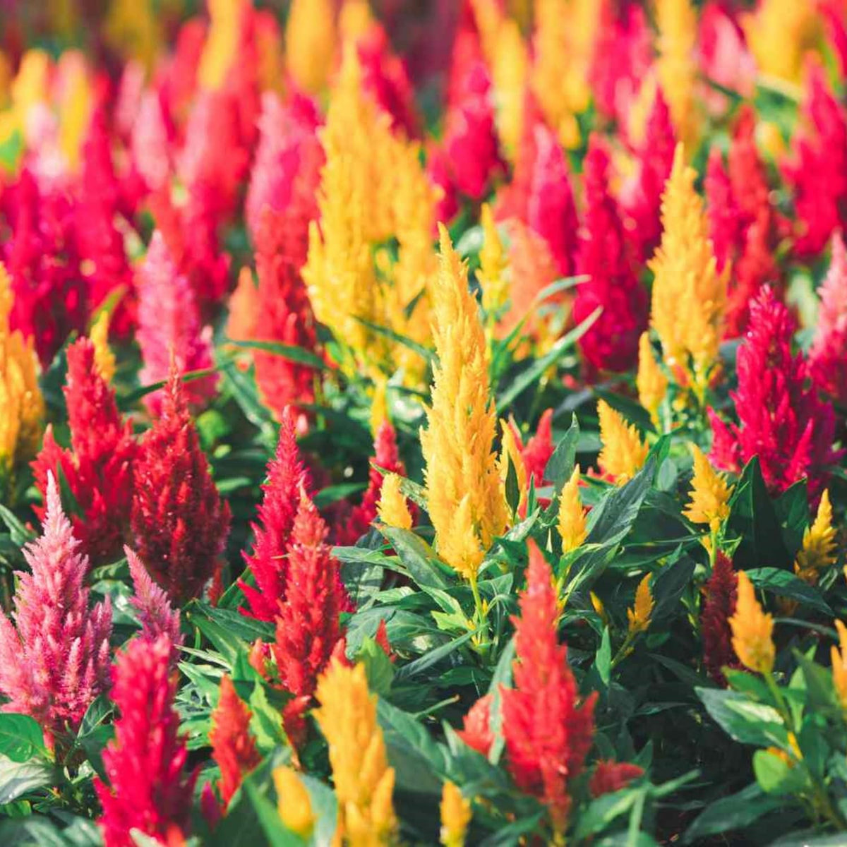 Wivolibe Celosia Cristata flowers field showing vivid colors for borders.