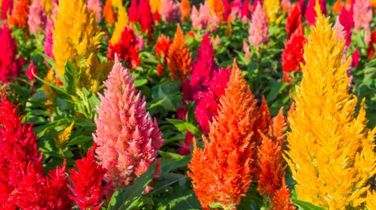 Wivolibe Celosia seeds photo showcasing versatile use in beds and containers.