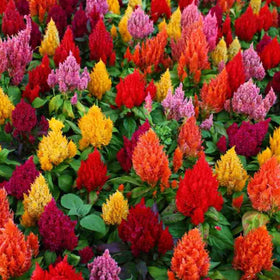 Wivolibe Celosia germination seedling stage highlights quick growth and color.