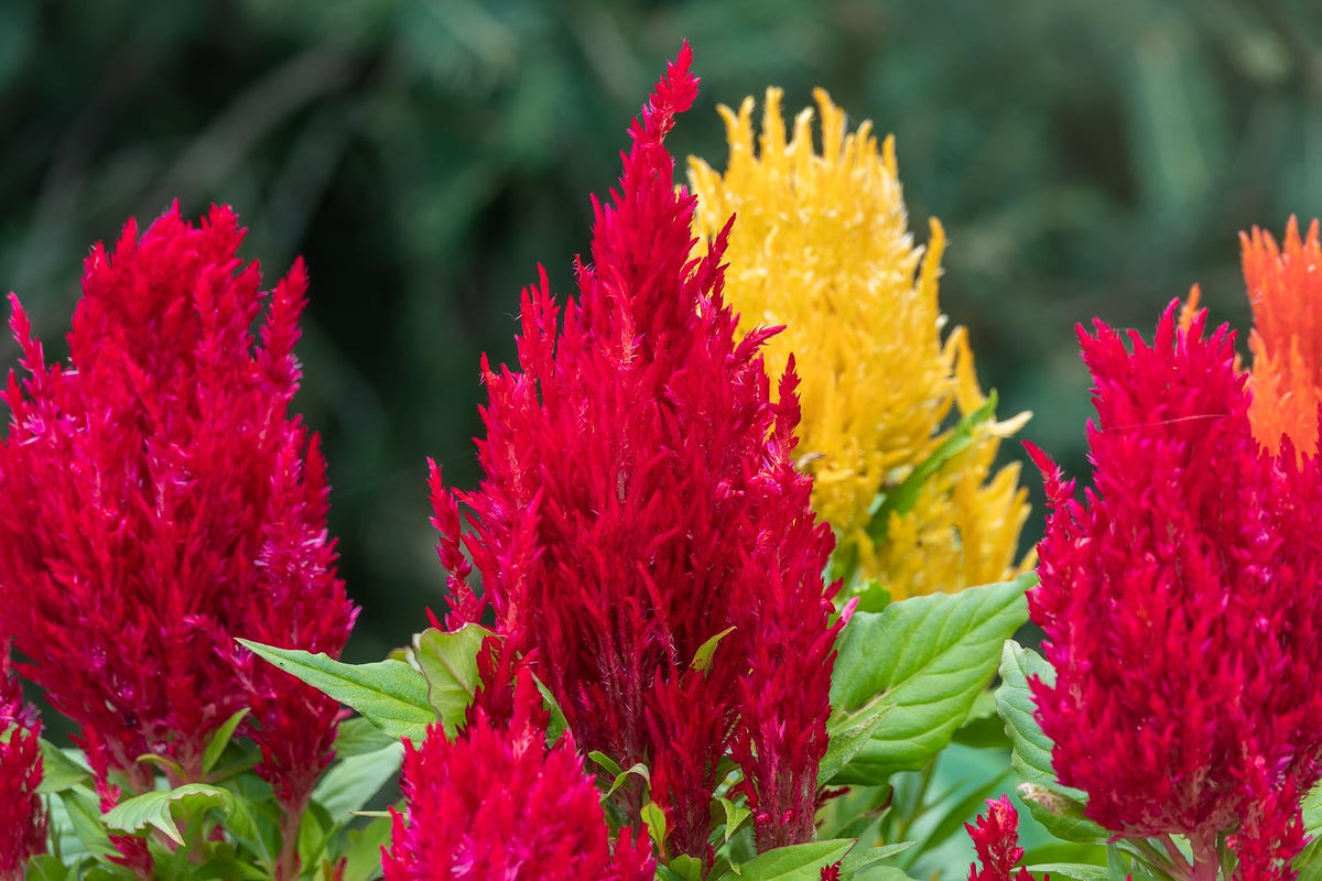 Wivolibe Mix Celosia blooms display illustrating a vibrant patio centerpiece.