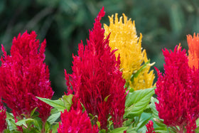 Wivolibe Mix Celosia blooms display illustrating a vibrant patio centerpiece.