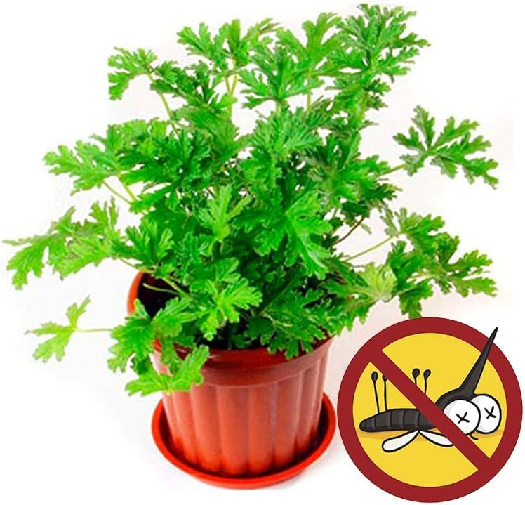Wivolibe citronella geranium leaves show lemony fragrance for containers.