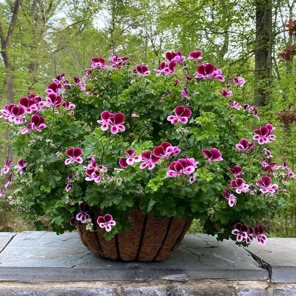 Wivolibe citronella geranium plants in garden bed, a versatile perennial.