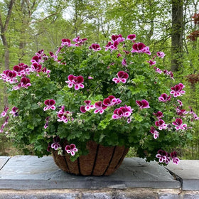 Wivolibe citronella geranium plants in garden bed, a versatile perennial.