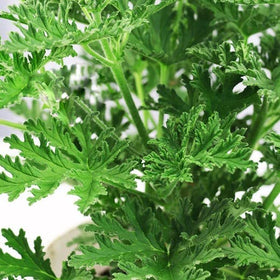 Wivolibe citronella plants ready to plant, perfect for fragrance-rich garden corners