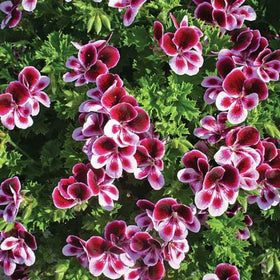 Wivolibe citronella seeds packet back includes non-GMO note for confident planting.