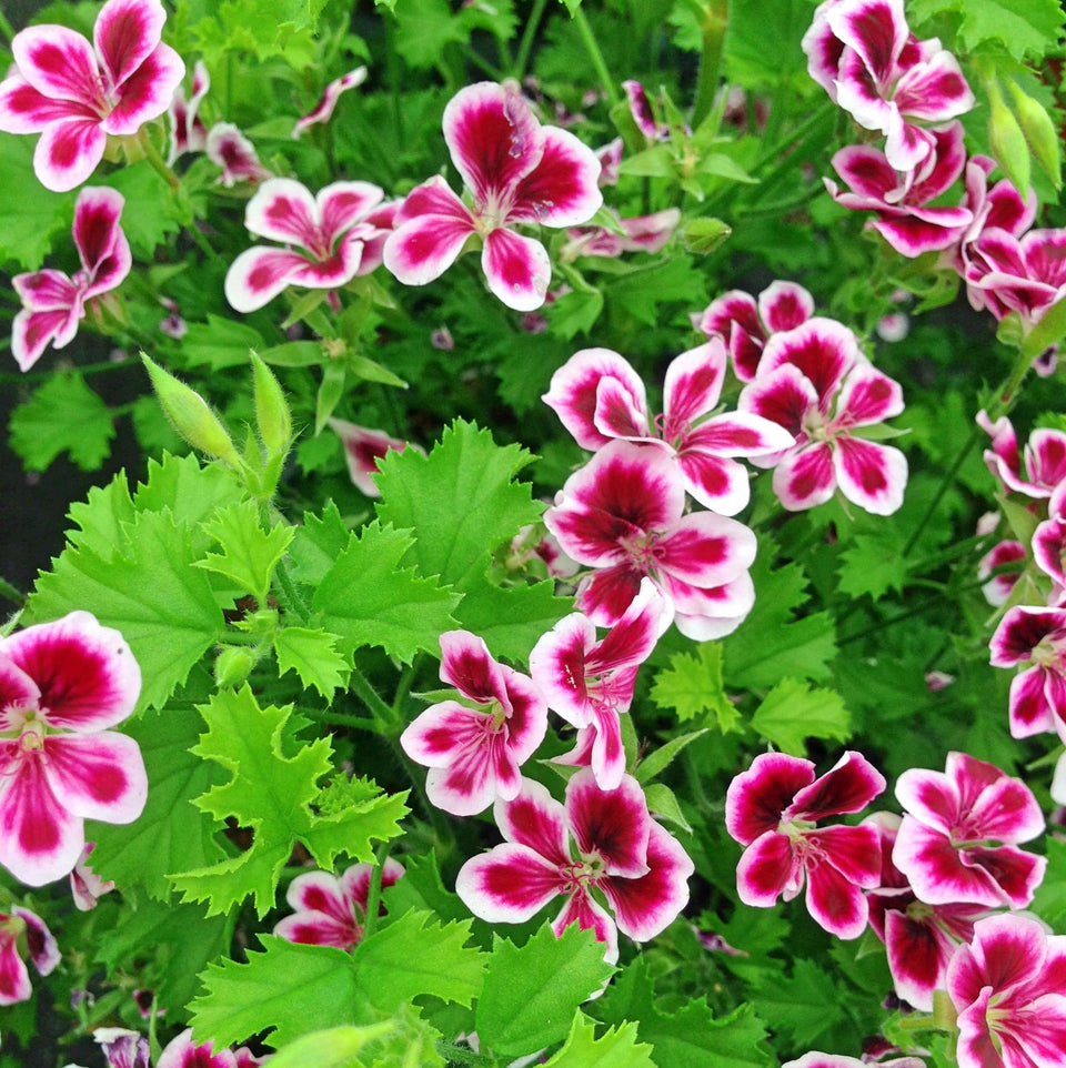 Wivolibe citronella seeds packet front for simple backyard planting.