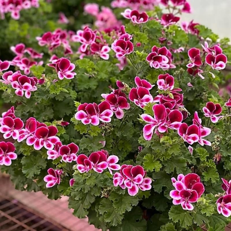 Wivolibe citronella seeds germinating in pot, ideal for patio container gardening.