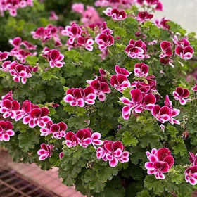 Wivolibe citronella seeds germinating in pot, ideal for patio container gardening.