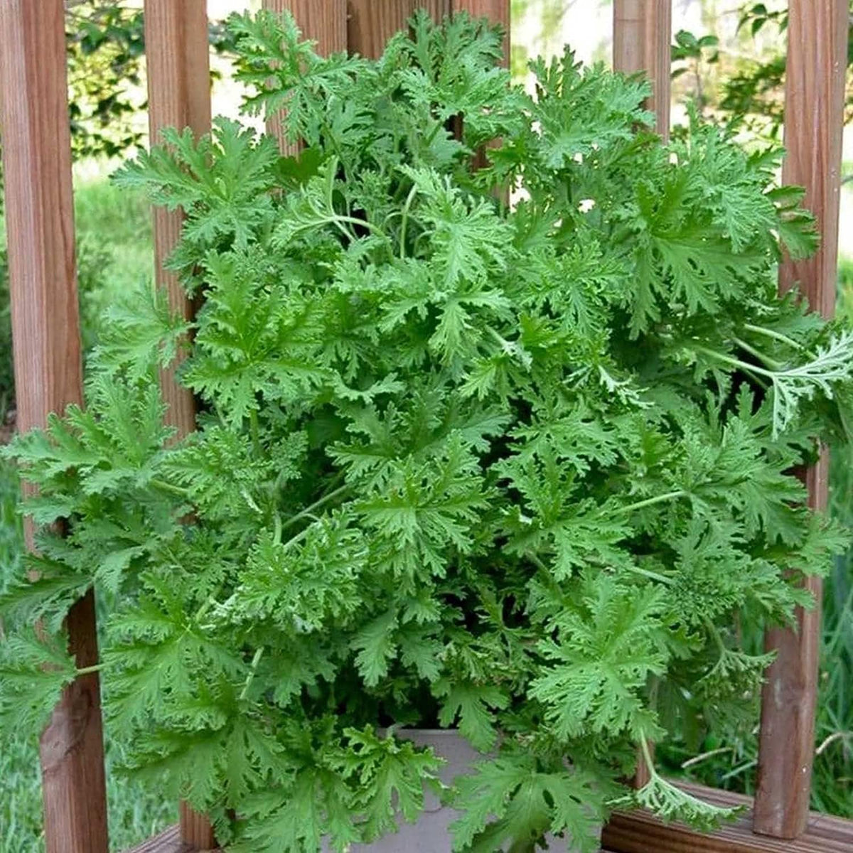 Wivolibe citronella seeds germinating in soil, ideal for outdoor herb borders and pest deterrence