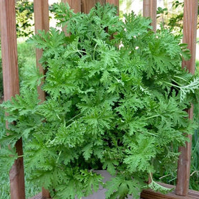Wivolibe citronella seeds germinating in soil, ideal for outdoor herb borders and pest deterrence