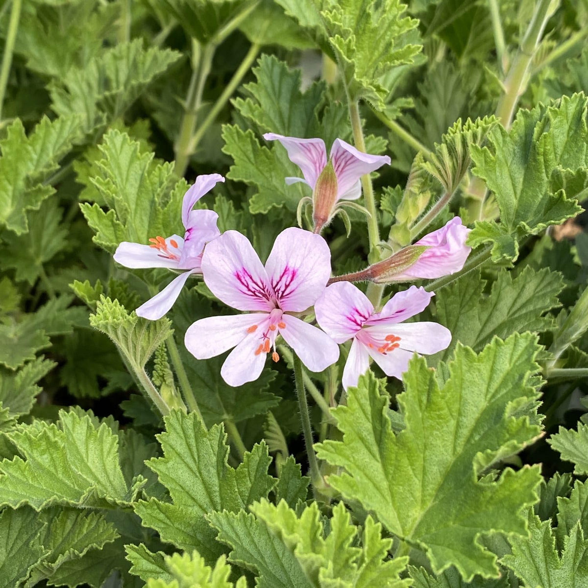 Wivolibe citronella seeds pictured in soil for easy germination