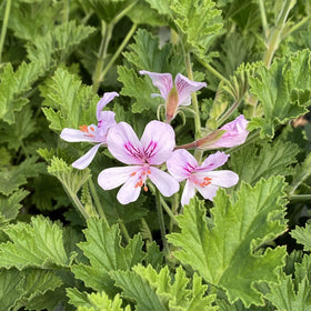 Wivolibe citronella seeds pictured in soil for easy germination