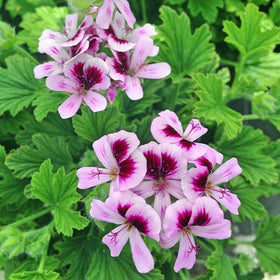 Wivolibe citronella seeds pack front, ready for home planting and pest-deterrent outdoor use.