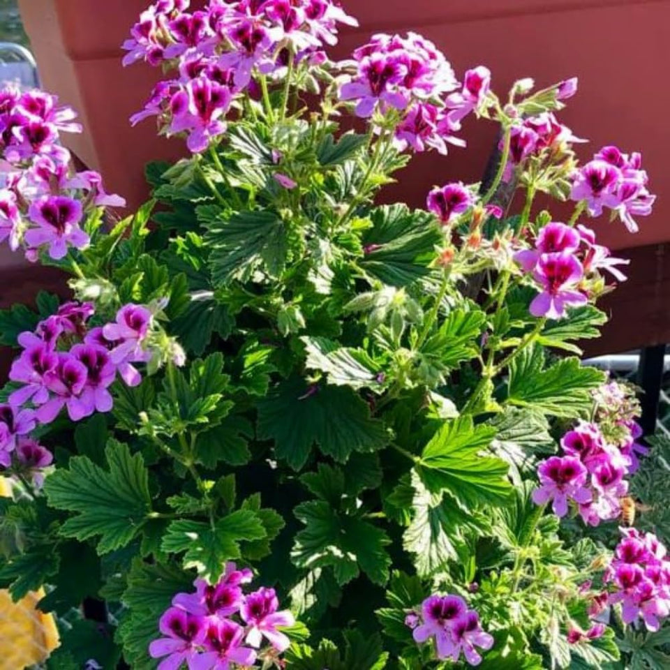 Wivolibe citronella seeds pack shot, non-GMO option for backyard gardening.