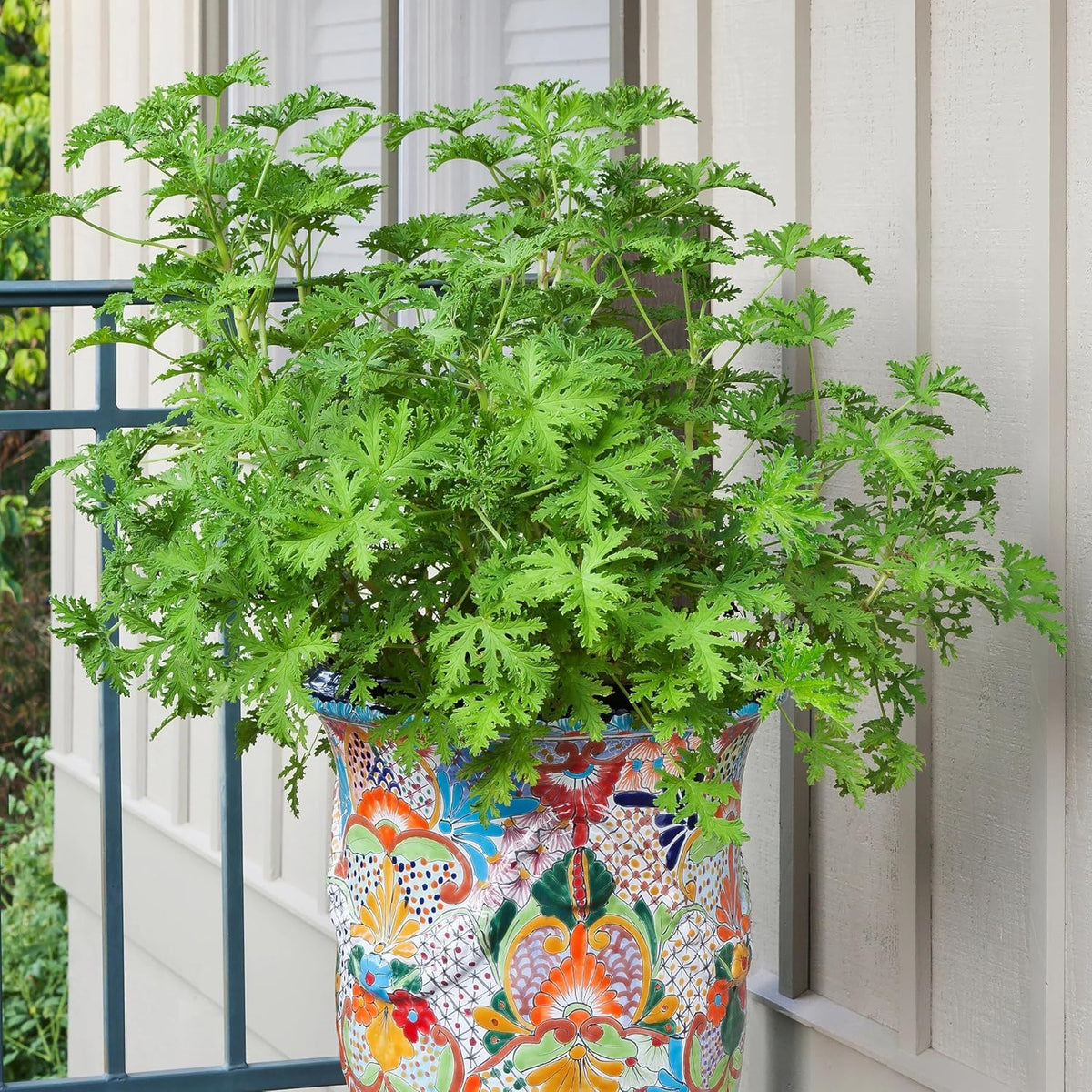 Wivolibe citronella seeds in pot for patio growing.
