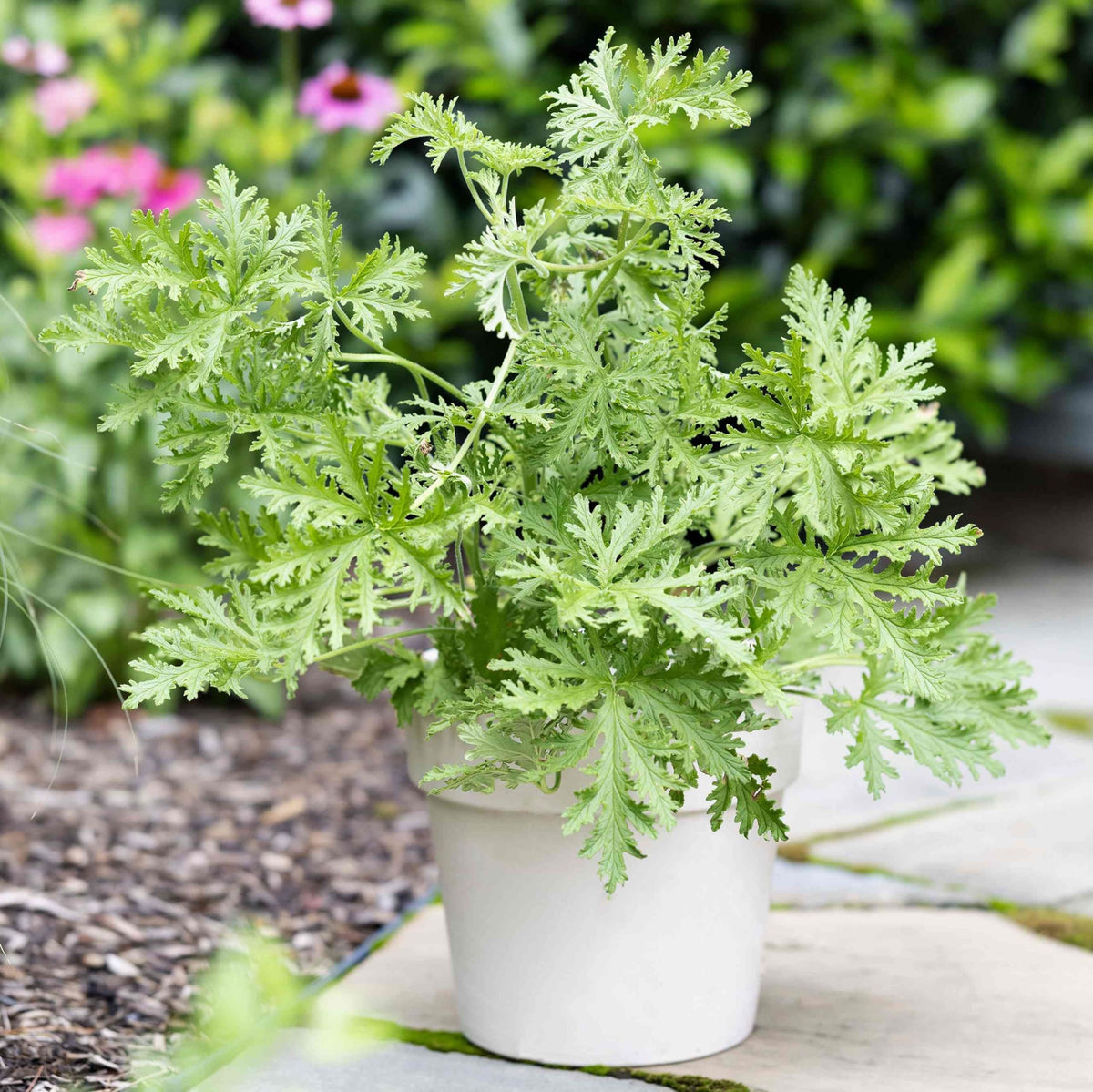 Wivolibe citronella seeds shown with a young plant for decorative, fragrant hedges