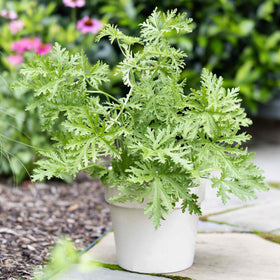 Wivolibe citronella seeds shown with a young plant for decorative, fragrant hedges