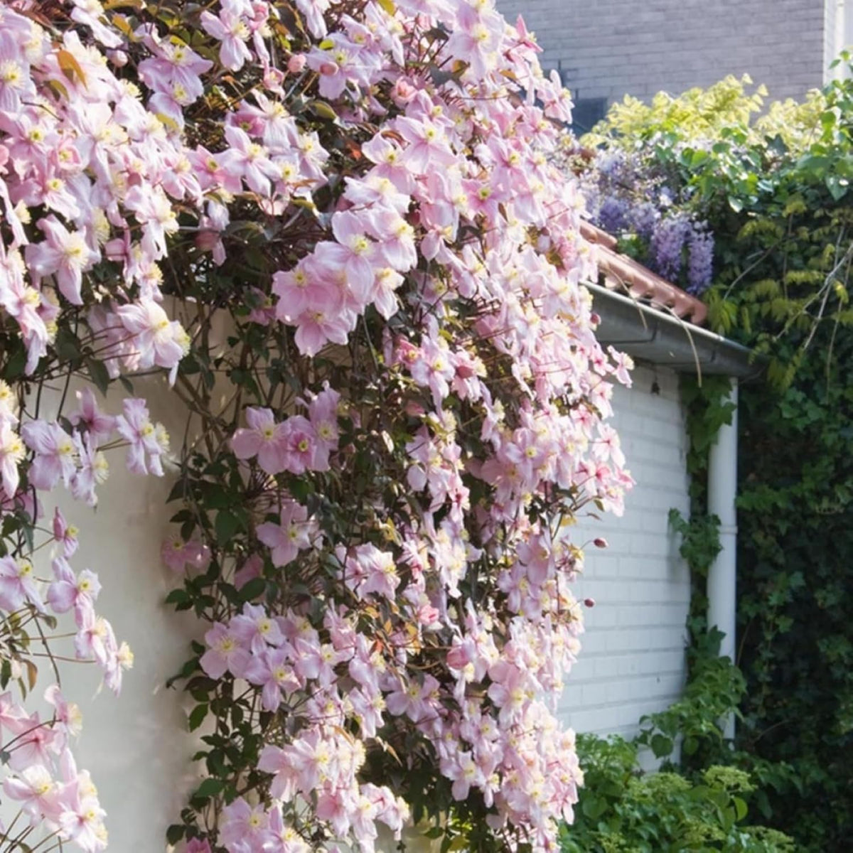 Wivolibe Clematis seeds attract butterflies and hummingbirds in bloom.