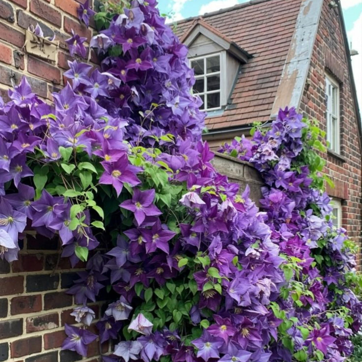 Wivolibe Clematis seeds are easy to grow for borders and walls.