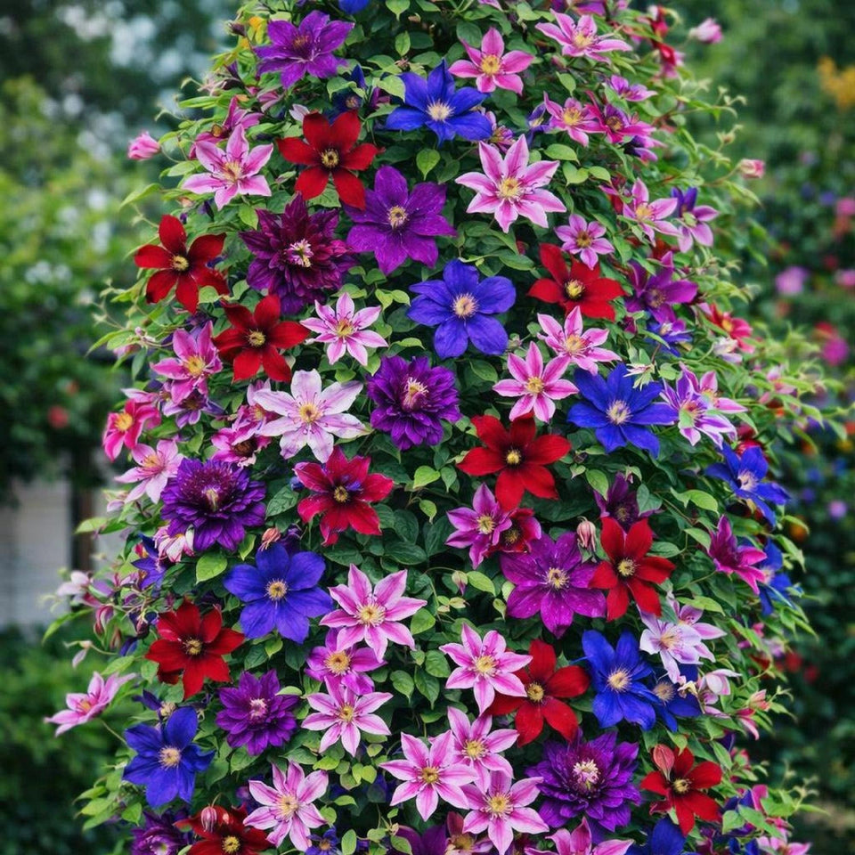 Wivolibe Clematis seed mix for colorful blooms brightening fences.