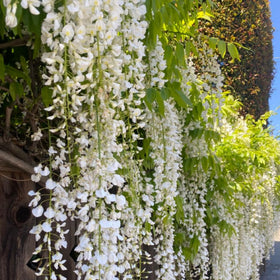 Wivolibe climbing jasmine on a trellis forming a green screening backdrop
