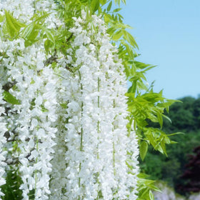 Climbing jasmine vine growing with lush foliage under support.
