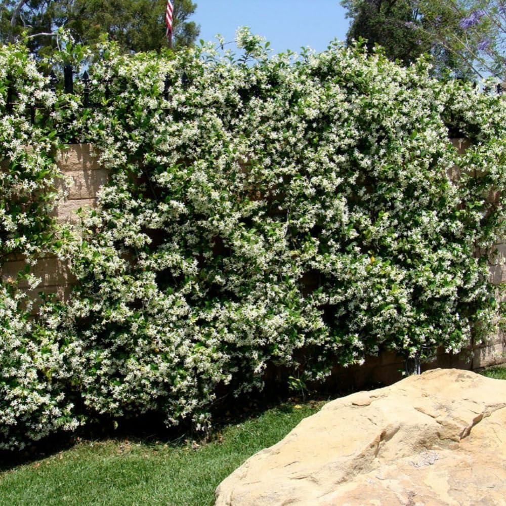 Wivolibe climbing jasmine vines on trellis creating elegant greenery