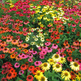 Wivolibe coneflower bloom with lilac petals for lasting garden color.