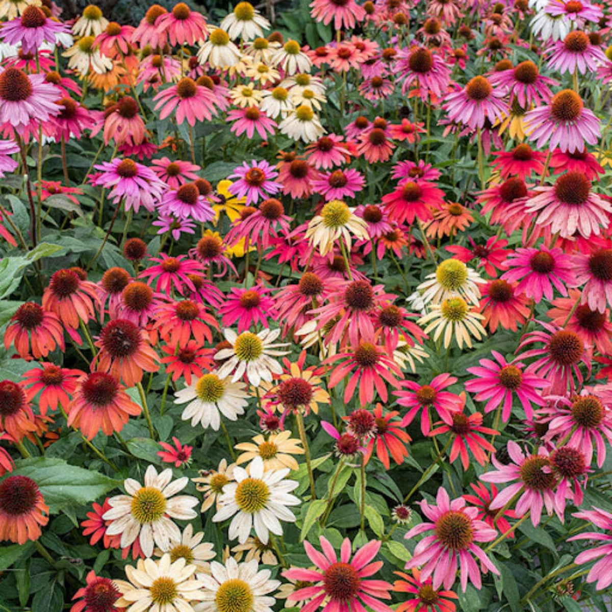 Wivolibe coneflower cut flowers for fresh bouquets.