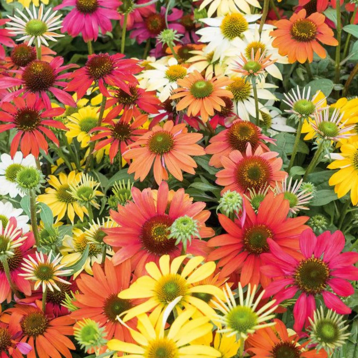 Wivolibe coneflower plant reaching 24-36 inches in a garden border.
