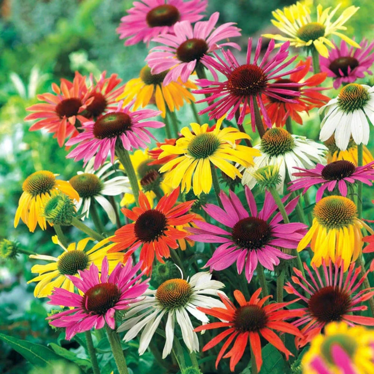 Wivolibe coneflower attracting bees and butterflies in the garden.