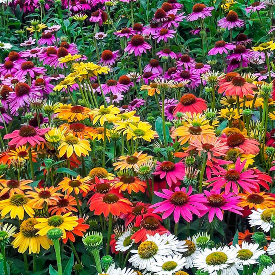Wivolibe coneflower seeds packet ready for planting in a pollinator border.