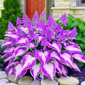 Wivolibe hosta seeds thrive in pots and containers throughout the season