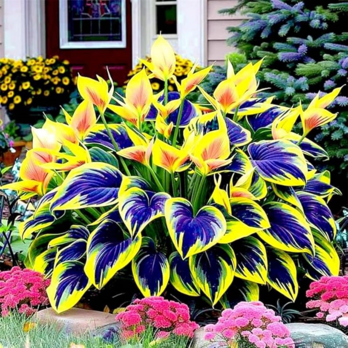 Wivolibe container garden hosta plants brighten balconies and patios
