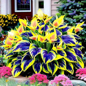 Wivolibe container garden hosta plants brighten balconies and patios