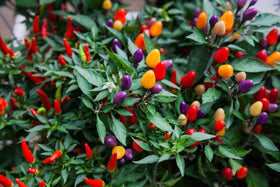 Wivolibe compact peppers thrive in 6-10 inch pots, ideal for apartments.