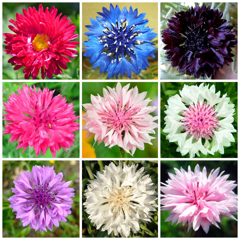 Wivolibe cornflower seeds ready for batch planting brighten borders.