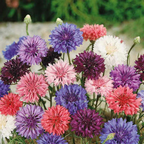 Wivolibe cornflower seeds for a dwarf variety bringing color to small spaces.