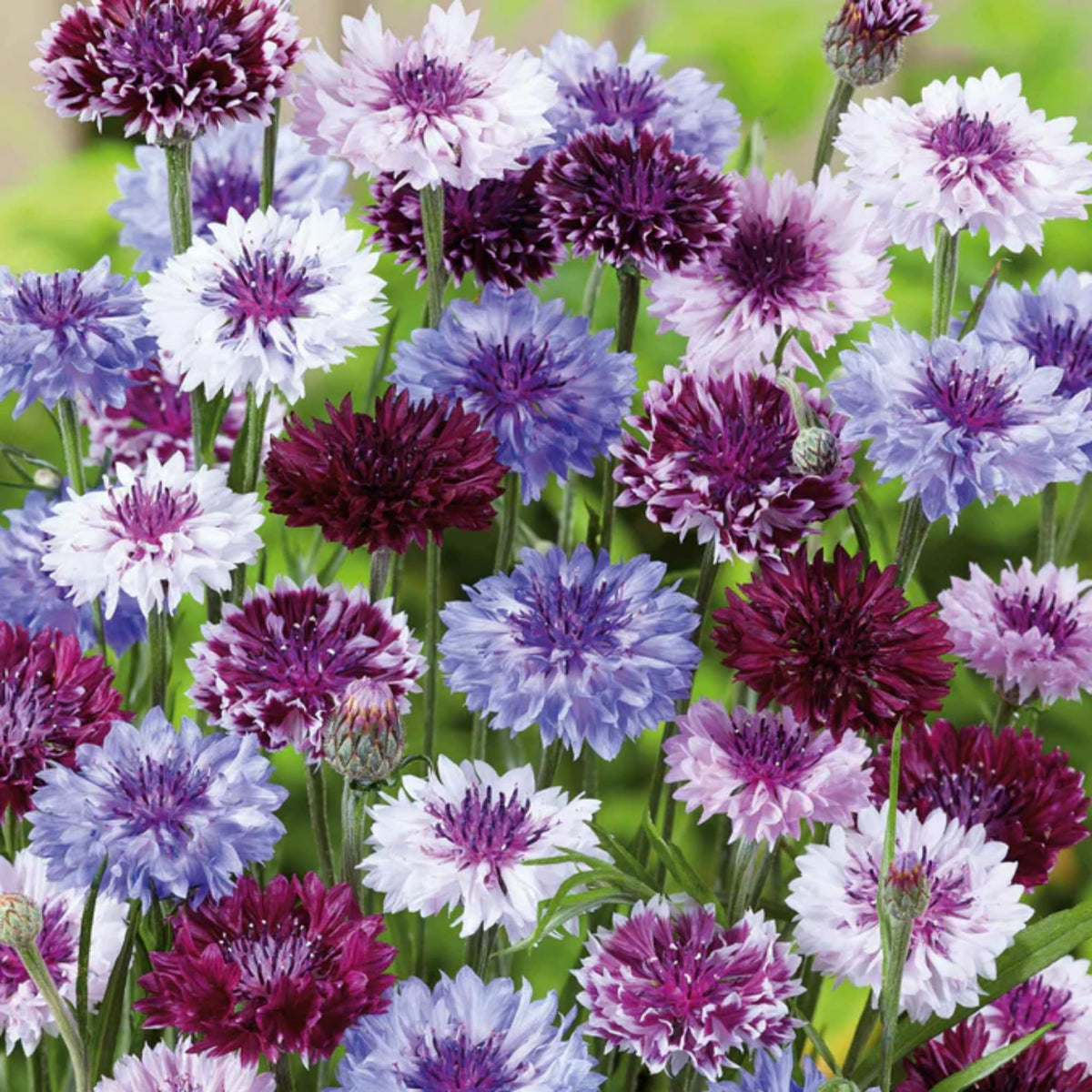 Wivolibe seeds promote full sun to partial shade growth and self-seed charm.