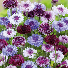Wivolibe seeds promote full sun to partial shade growth and self-seed charm.