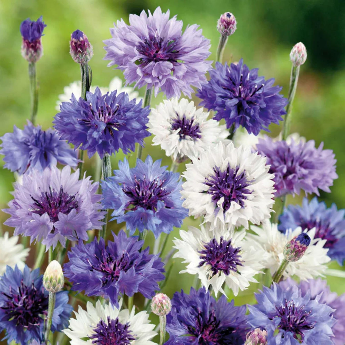 Wivolibe cornflower seeds suited for outdoor gardens and indoor containers.