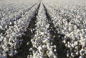 Wivolibe cotton boll closeup reveals fluffy white fibers