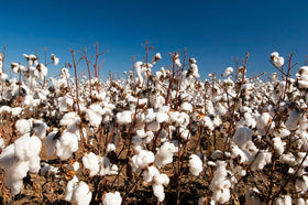 Wivolibe cotton crafts image suggesting fabrics and decorations