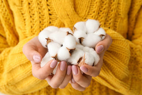 Wivolibe cotton plant thriving outdoors with lush foliage