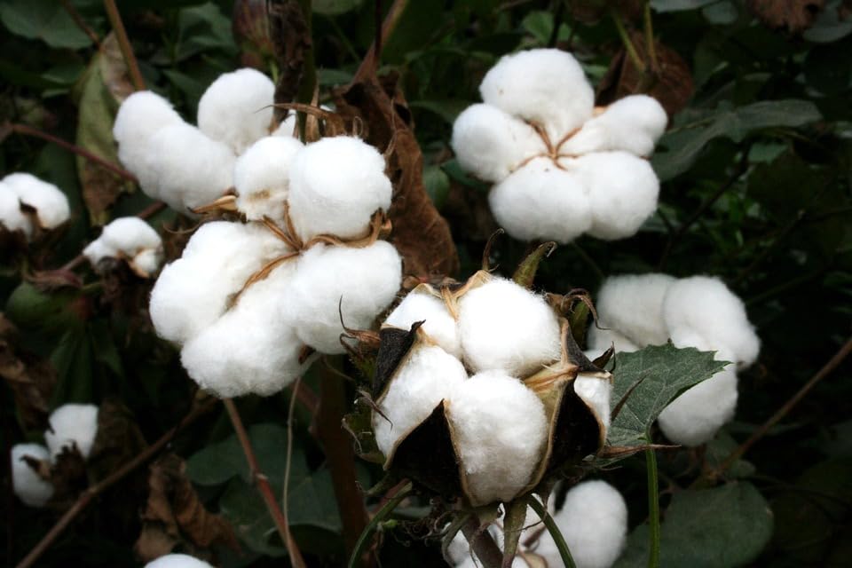 Wivolibe cotton seeds packet ready for planting in a home garden