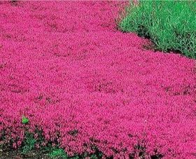 Wivolibe creeping thyme ground-cover trailing growth in a sunny border.
