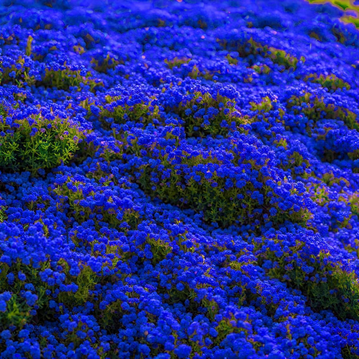 Wivolibe Creeping Thyme indoor-sowing demonstrates hardy perennials for year-round use.
